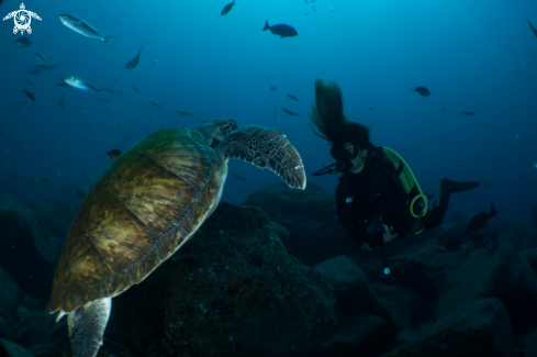 A chelonia mydas | turtle