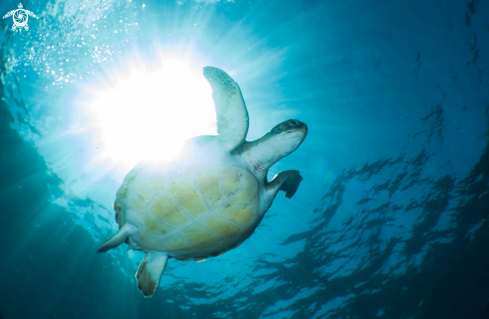 A chelonia mydas | green turtle