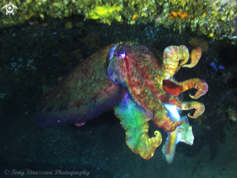 A Sepia apama | Giant Cuttle