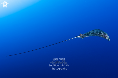 A Spotted Eagle Ray