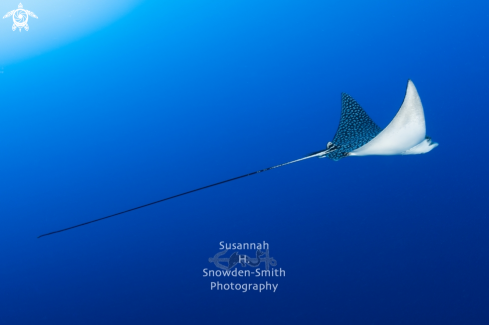 A Spotted Eagle Ray
