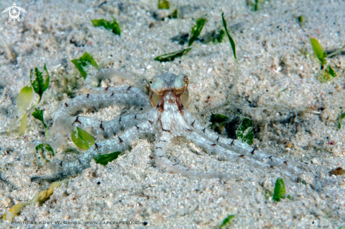 A Longarm Octopus