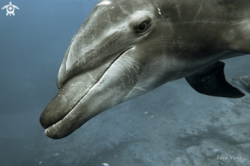 A Tursiops truncatus | Bottlenose Dolphin
