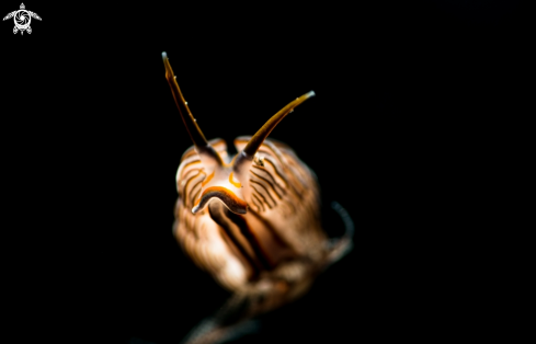 A Nudibranch