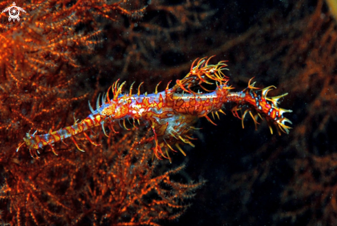 A Solenostomus | ghost pipefish