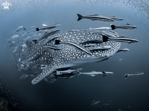 A Rhincodon typus | Whale Shark