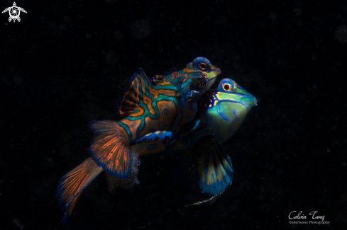 A Mandarin fish