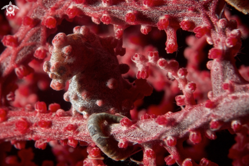 A Pygmy Seahorse