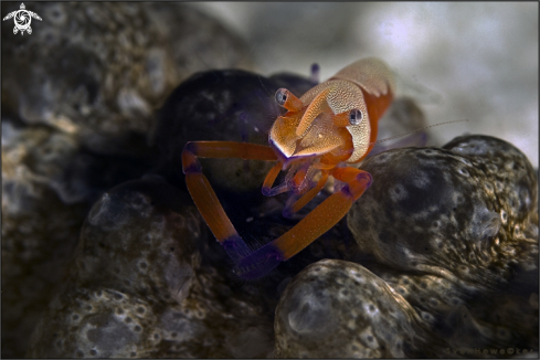 A Emperor shrimp