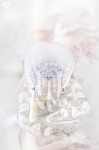 A porcellanella triloba | porcellanella triloba