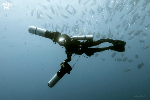 A Lutjanus bohar in the background | Red Snapper in the background