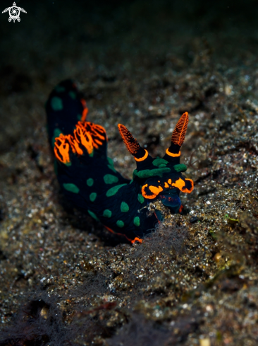 A Nembrotha kubaryana | Nudibranch 