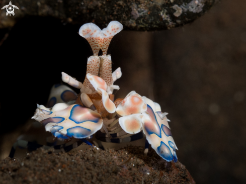 A Hymenocera picta | harlequin shrimp