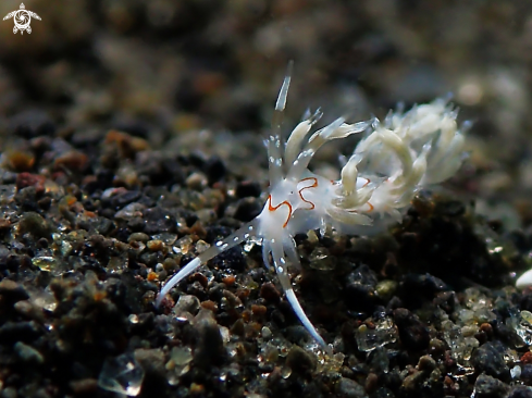 A Cratena Simba | Nudibranch