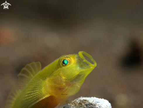 A Yellow Goby