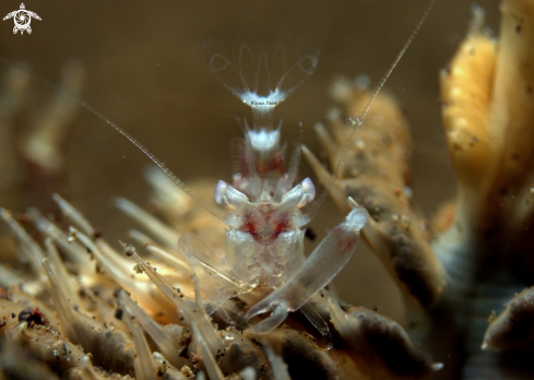 A Sea Pen Shrimp