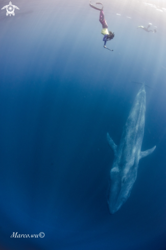 A Chase the blue whale