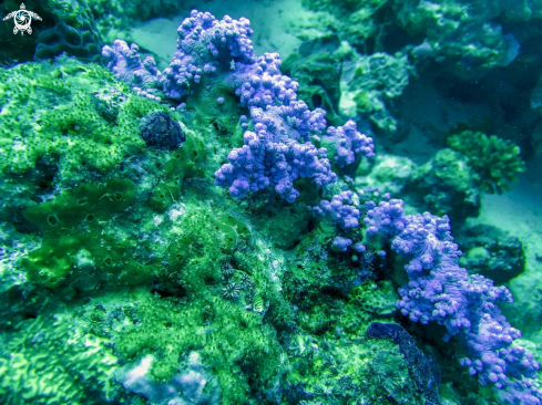 A blue acropora