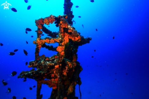 A Mast at approx 15 m of the Shipwreck Jebedh.