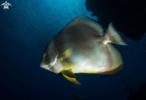 A Platax  | Bat Fish