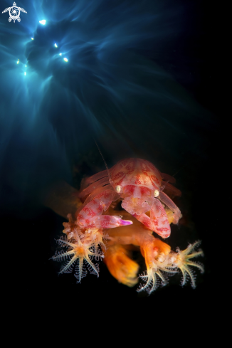 A Porcellain crab