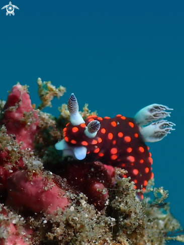 A Nudibranch