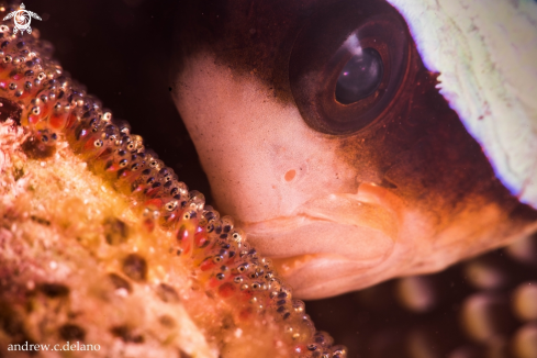 A Tomato Clownfish Tends to its Eggs