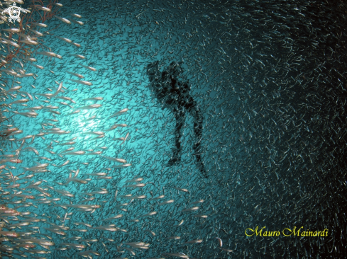 A Silverfish & diver