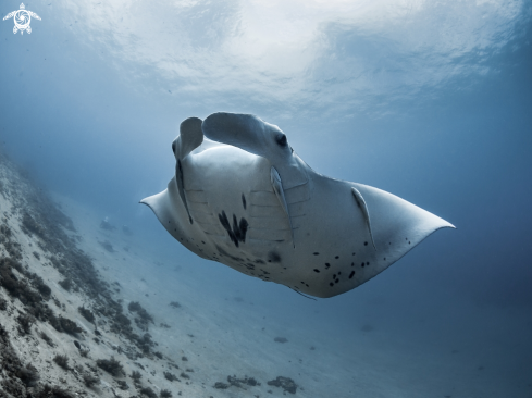 A Manta alfredi  | Manta Ray