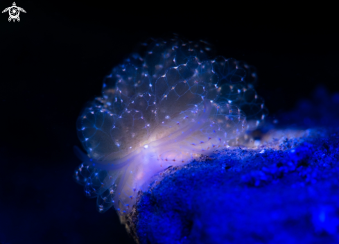 A nudi