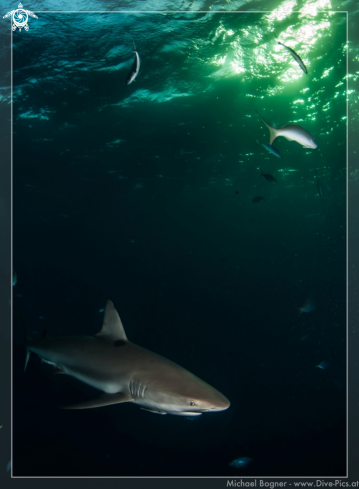 A Carcharhinus perezi | Caribbean reef shark