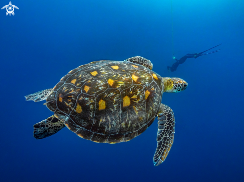 A Green Sea Turtle