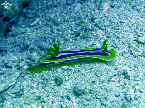 A nudibranchia | nudibranch