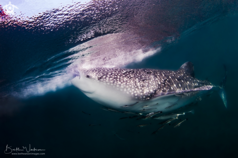 A Whale Shark