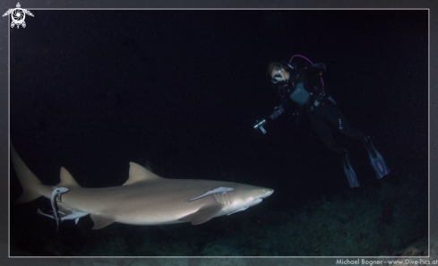 A Negaprion brevirostris | Lemon Shark