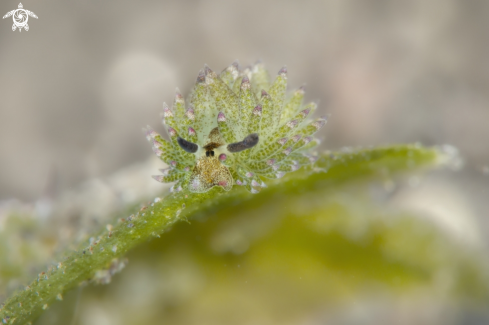 A Costasiella sp. | Costasiella sp.