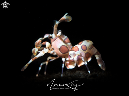 A Harlequin Shrimp