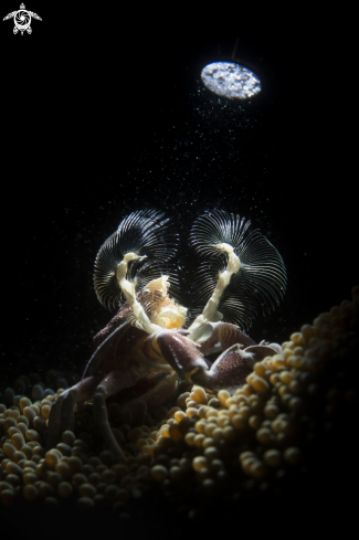 A Porcelain Crab