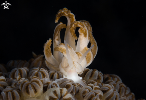 A nudi