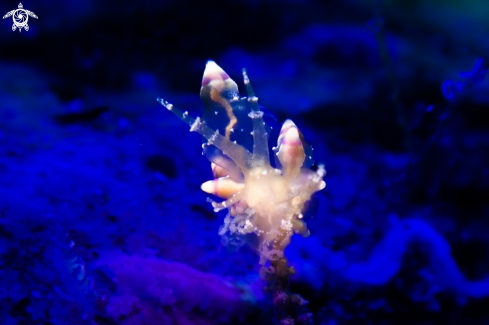A nudi