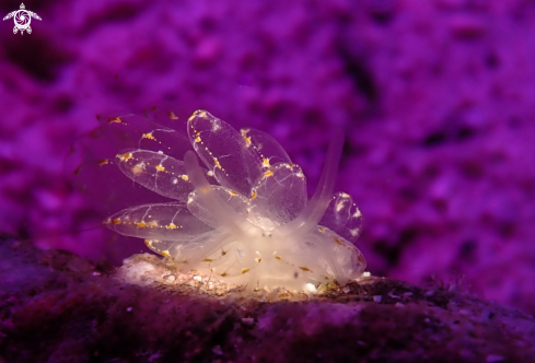 A nudi
