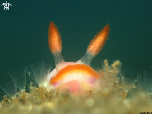 A R E L A X NUDIBRANCH