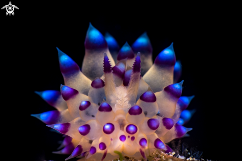 A Janolus  | Nudibranch