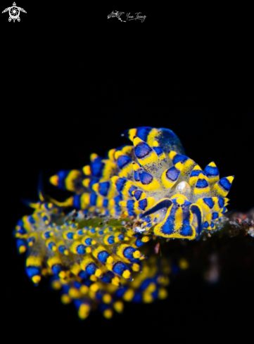 A Nudibranch