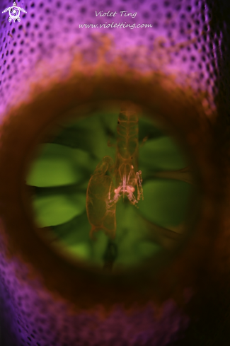 A Shrimp in Tunicate