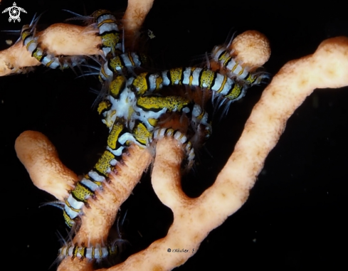 A Ophiurida | Serpent starfish 