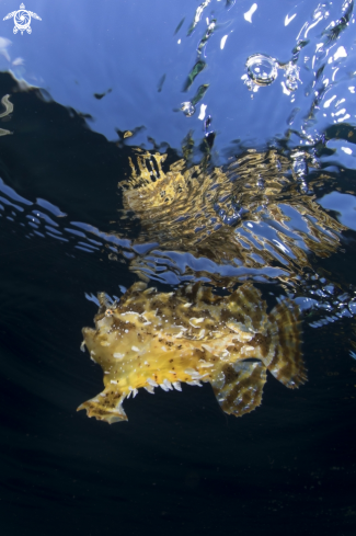 A Sargassum Flog Fish