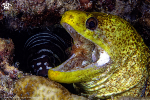 A Yellow edged Moray