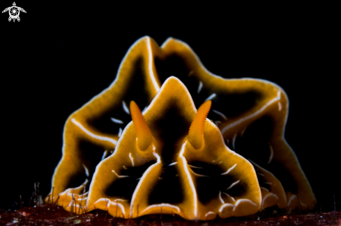A Reticulidia helgerda | Nudibranch