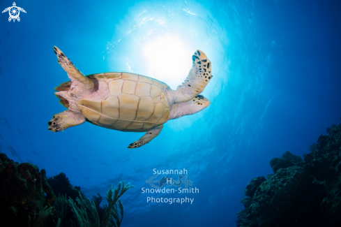 A Hawksbill turtle